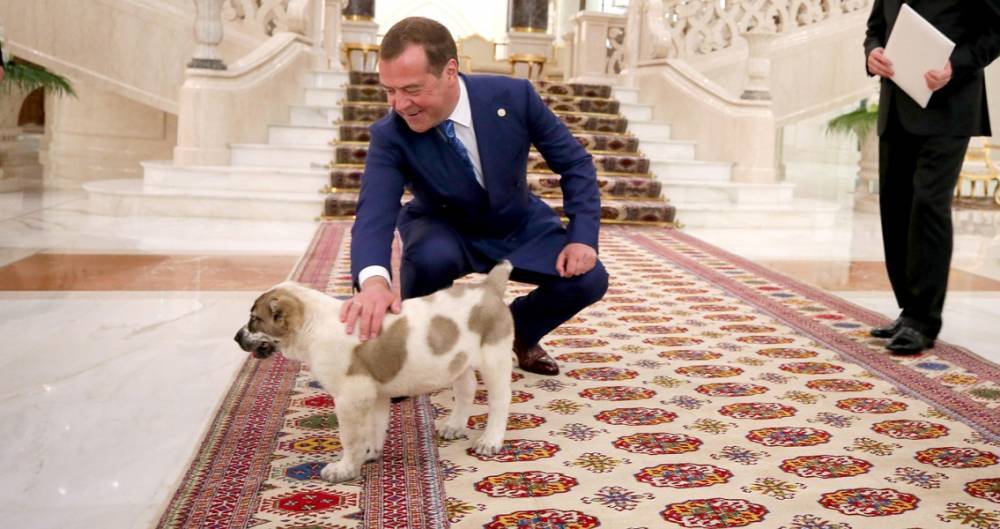 Медведев опубликовал видео с подаренным щенком алабая