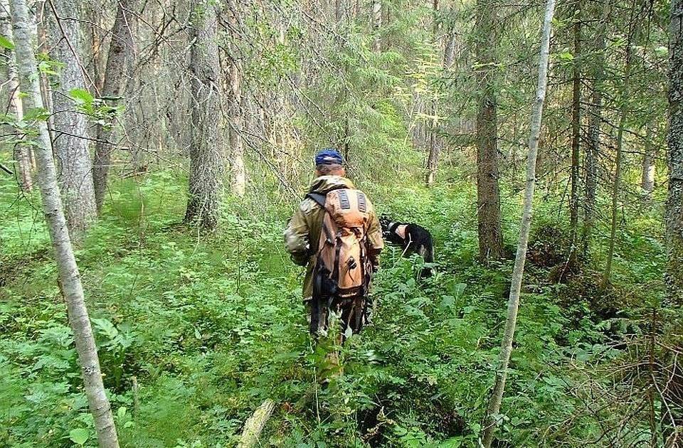 80-летний мужчина потерялся в смоленском лесу