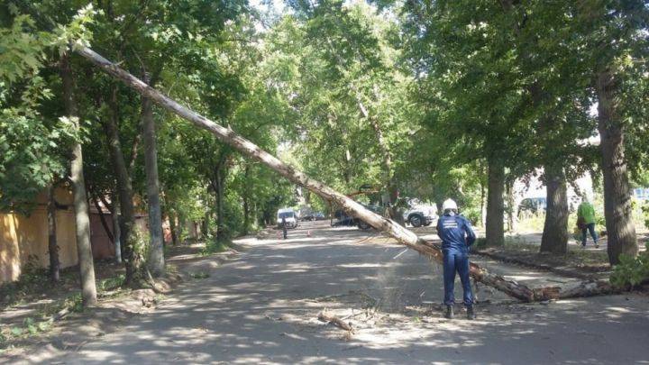 В Воронеже спасатели получили от воронежцев 8 заявок об упавших деревьях
- Новости Воронежа