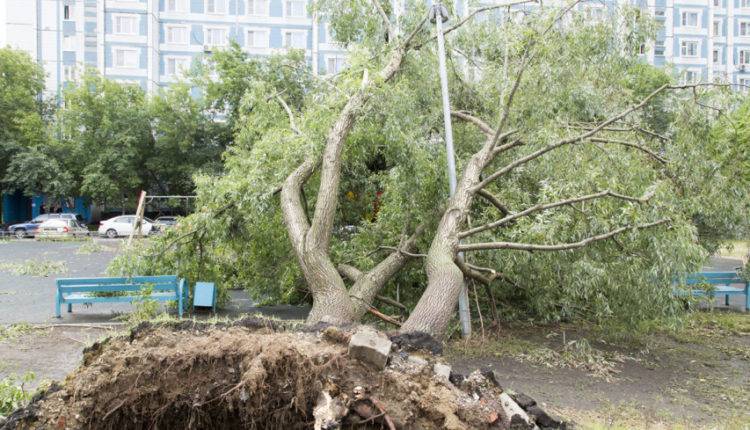Сильный ветер в Москве за двое суток повалил 150 деревьев и повредил десятки авто