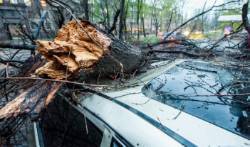 Житель Мценска отсудил компенсацию за упавшее на его машину дерево