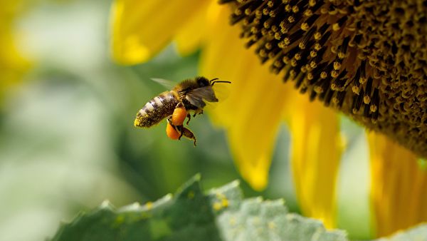 Эксперты: мед отравленных пестицидами пчел может быть опасен для людей — Информационное Агентство "365 дней"
