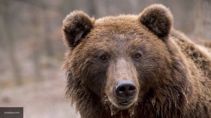 Голодные медведи заблокировали туристическую тропу на Камчатке