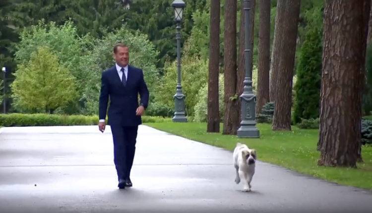 Медведев опубликовал видео с щенком алабая, подаренным Бердымухамедовым