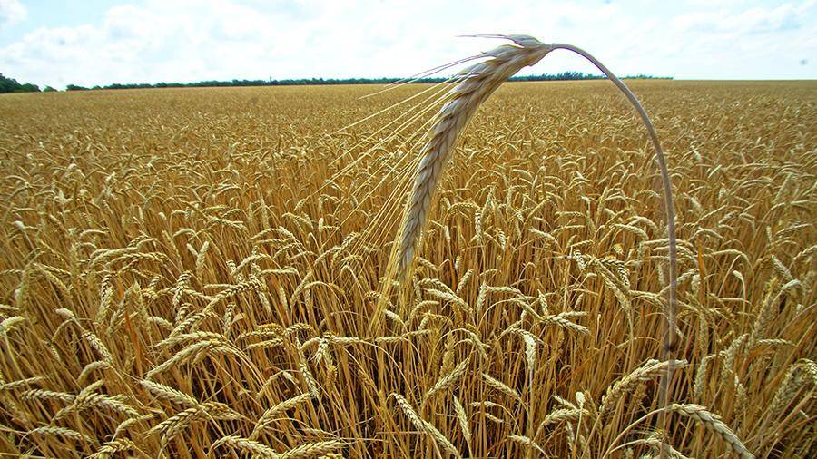Экспорт пшеницы из России начал ускоряться