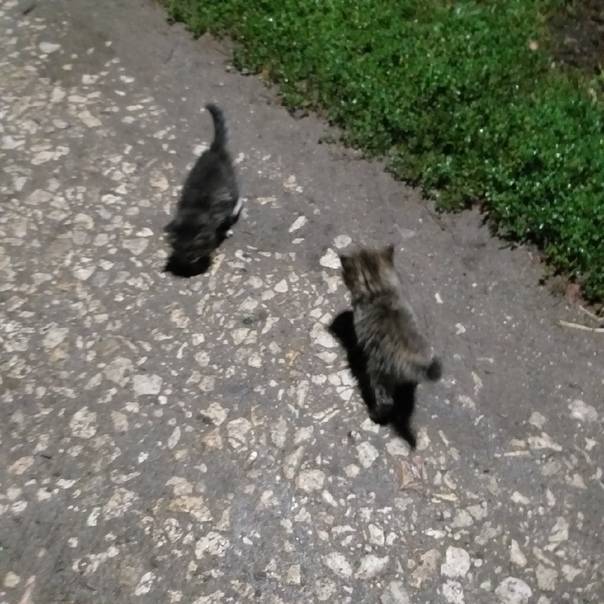 Соцсети: В Рязани в реку выбросили двух котят – РИА «7 новостей»