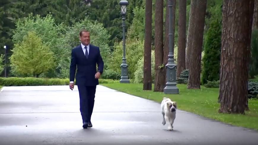 Медведев опубликовал видео с щенком алабая