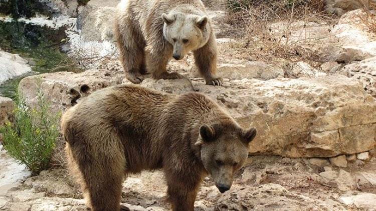 Несколько десятков медведей заблокировали туристическую тропу на Камчатке