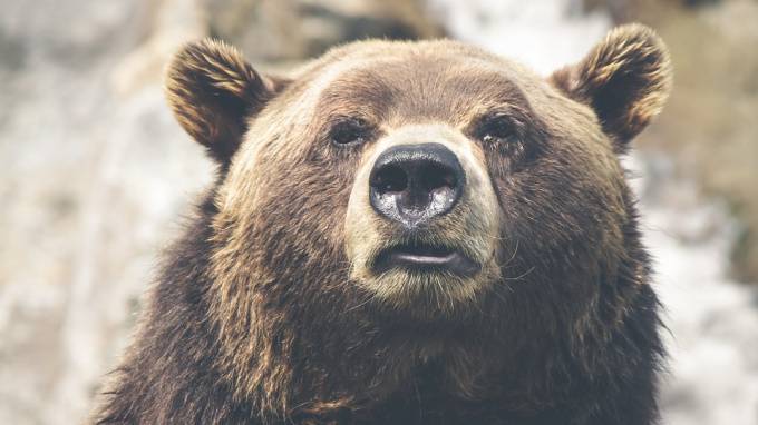На Камчатке 70 голодных медведей заблокировали популярную у туристов трассу