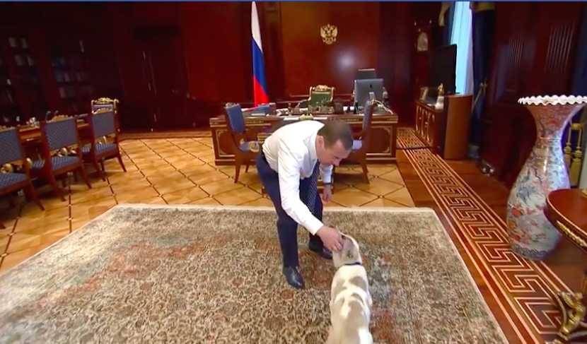 «Это Айк»: Медведев показал, как пушистый подарок президента гуляет по роскошной резиденции