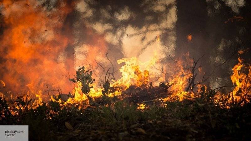 Пик пожаров в лесах Сибири пройден – экологи