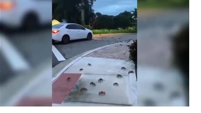Видео: сотни крабов атаковали Флориду