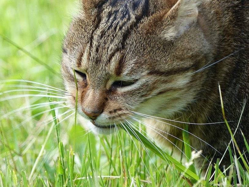 Склонность есть траву домашние кошки унаследовали от далёких предков