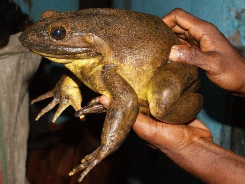 Крупнейшая в мире лягушка заботится о своих головастиках