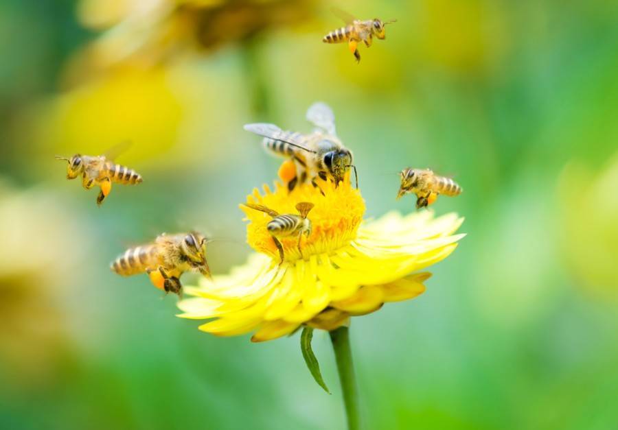 Мед отравленных пестицидами пчел может быть опасен для здоровья