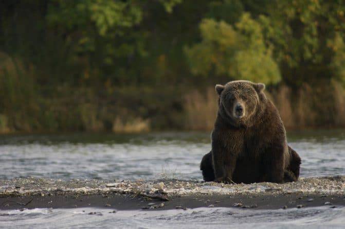 Медвежий случай: медведь вломился и ограбил частный дом, а по прибытии полиции сбежал
