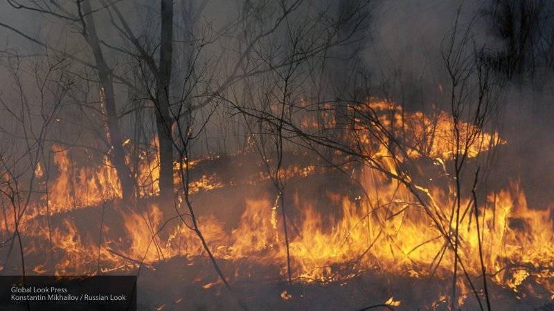 Тысяча человек эвакуированы на Канарах из-за лесного пожара