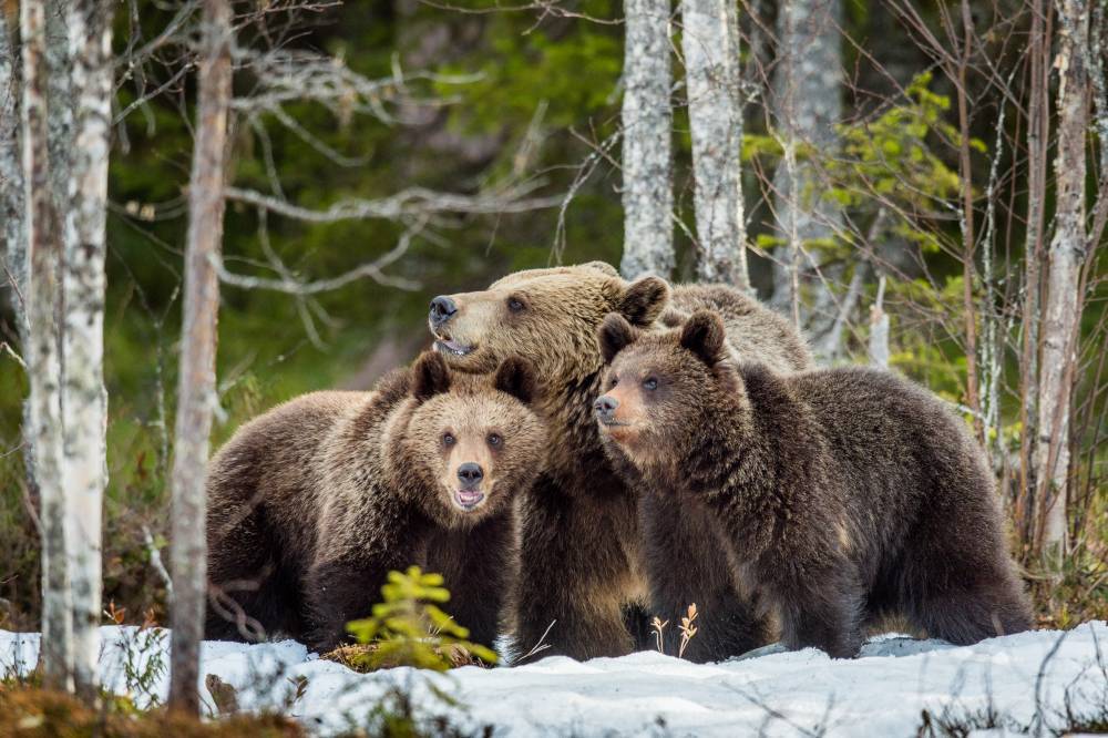 Массовое нашествие медведей остановило поток туристов на Камчатке. РЕН ТВ
