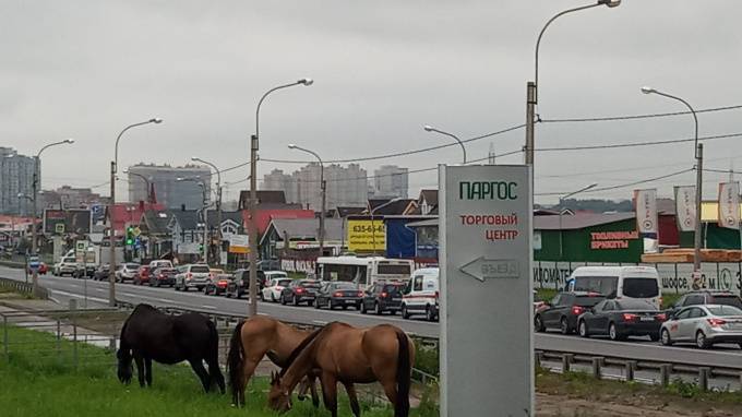 Петербуржцы заметили пасущийся на Выборгском шоссе табун лошадей