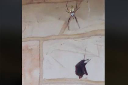 Гигантский паук расправился с летучей мышью на глазах у женщины