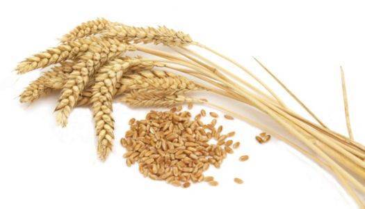 В Україні збільшено прогноз експорту пшениці - newformat.info