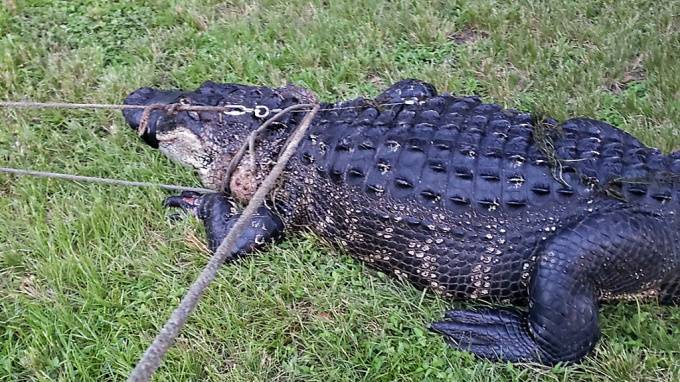Во Флориде огромный аллигатор съел питбуля на глазах у хозяйки