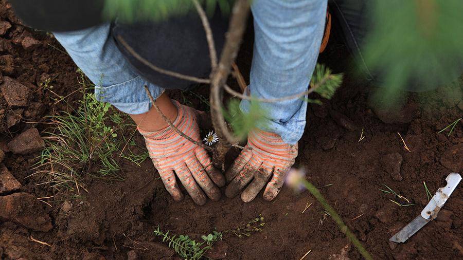 В Эфиопии почти выполнили план по посадке 4 млрд деревьев - iz.ru - Москва - Эфиопия