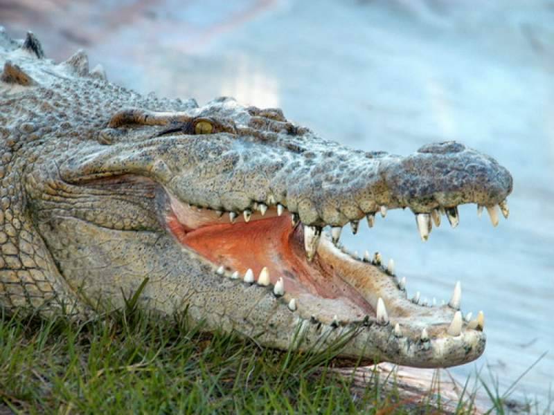 Аллигатор проглотил 45-килограммового питбуля на глазах хозяйки в США
