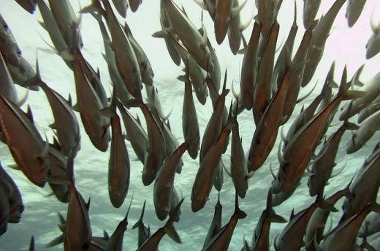 Ихтиолог объяснил появление редкой рыбы у берегов Приморья