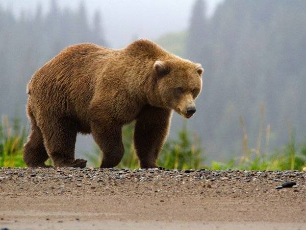 Туристический маршрут в Южно-Камчатском заказнике закрыли из-за 70 медведей