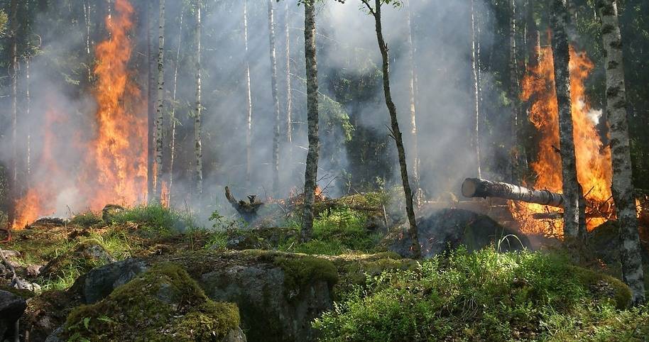 Ущерб на 95 млн насчитали от лесного пожара в Баянауле