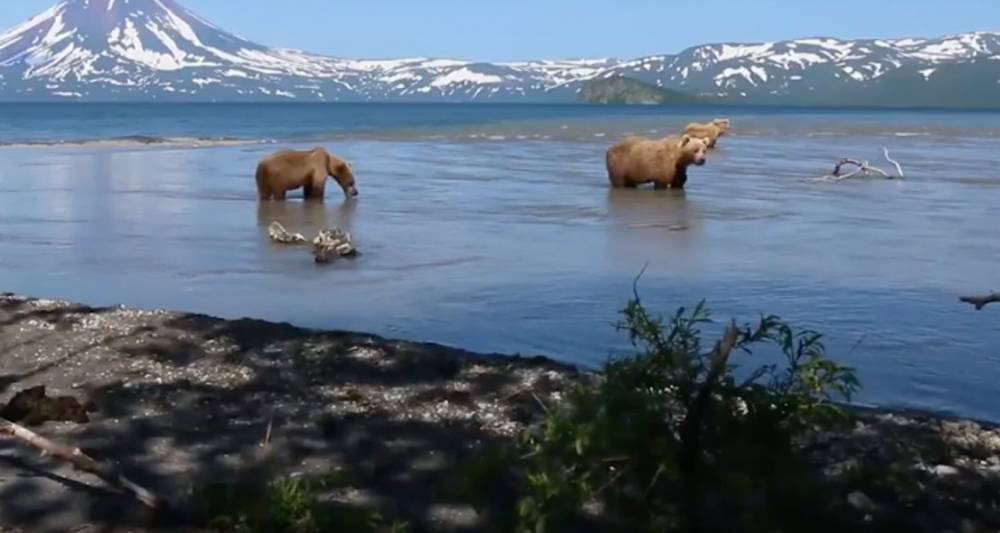 Голодные медведи заблокировали туристическую тропу на Камчатке