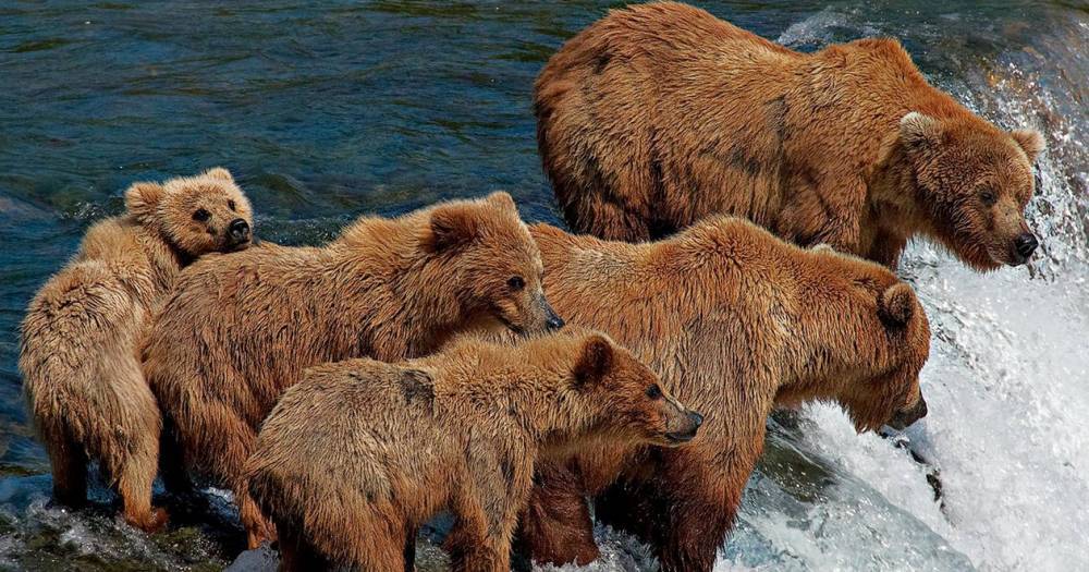 Медведи заблокировали туристический маршрут на&nbsp;Камчатке