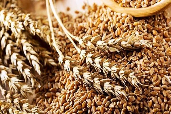 Россия нарастила объемы экспорта пшеницы
