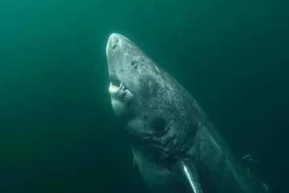 Ученые нашли самую старую в мире акулу