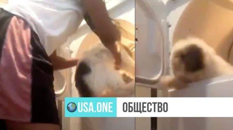 Девушка из Далласа засунула своего пса в сушилку и со смехом включила. Видео вызвало шок и негодование