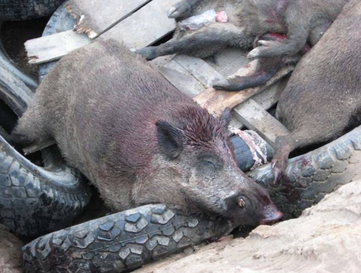 Африканская чума свиней наступает на Одесскую область
