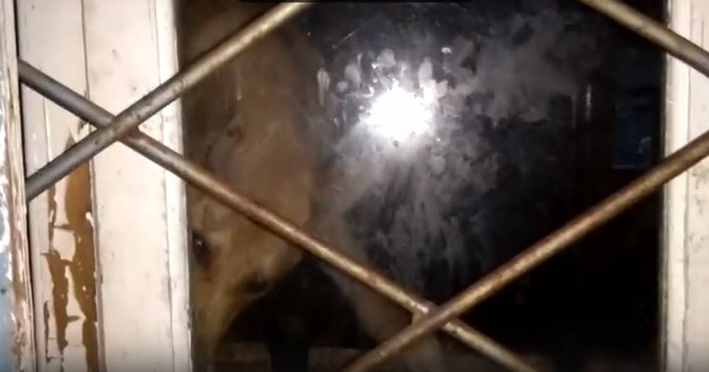 В Смоленске в запертом бараке умирают голодные собаки