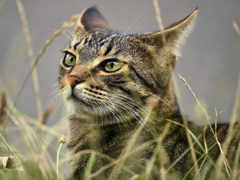 Учёные выяснили причину поедания кошками травы