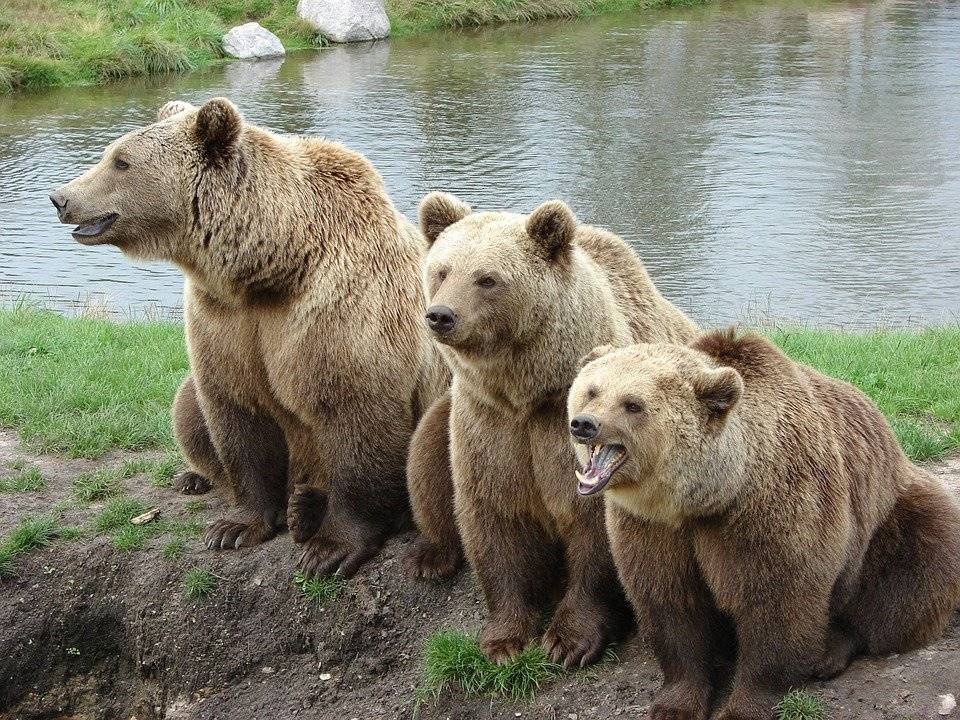 На Камчатке туристическую тропу закрыли из-за 70 голодных медведей