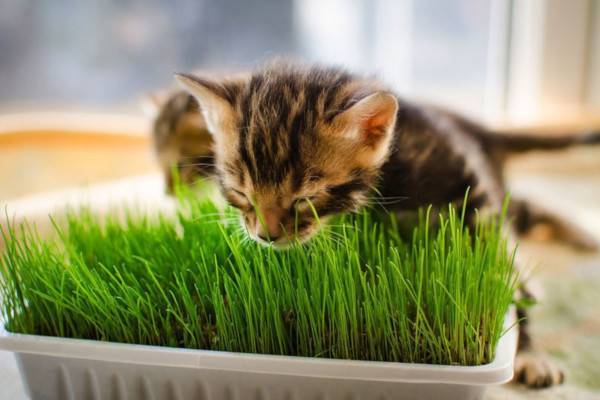 Специалисты выяснили, почему кошки едят траву - glavtema.ru