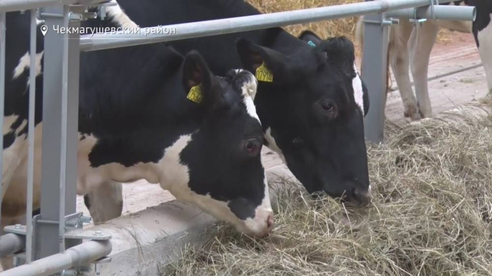 На ферму в Башкирию привезли более 400 коров из Дании