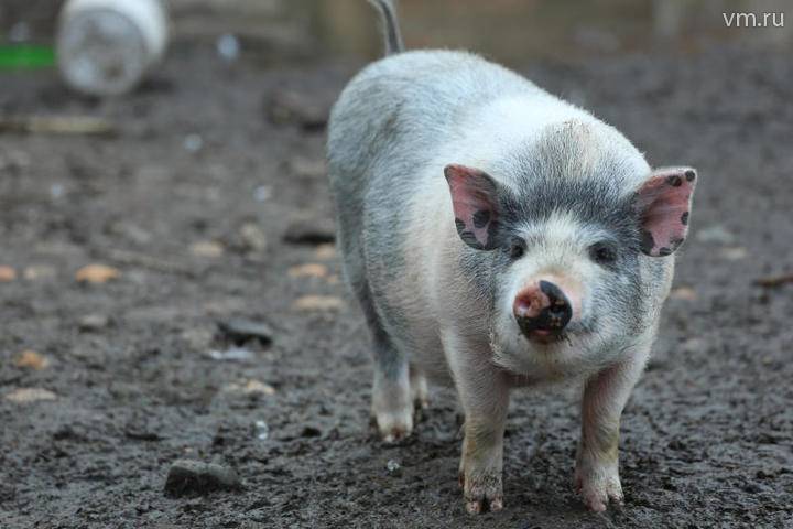 Генетики развеяли научный миф о происхождении свиней