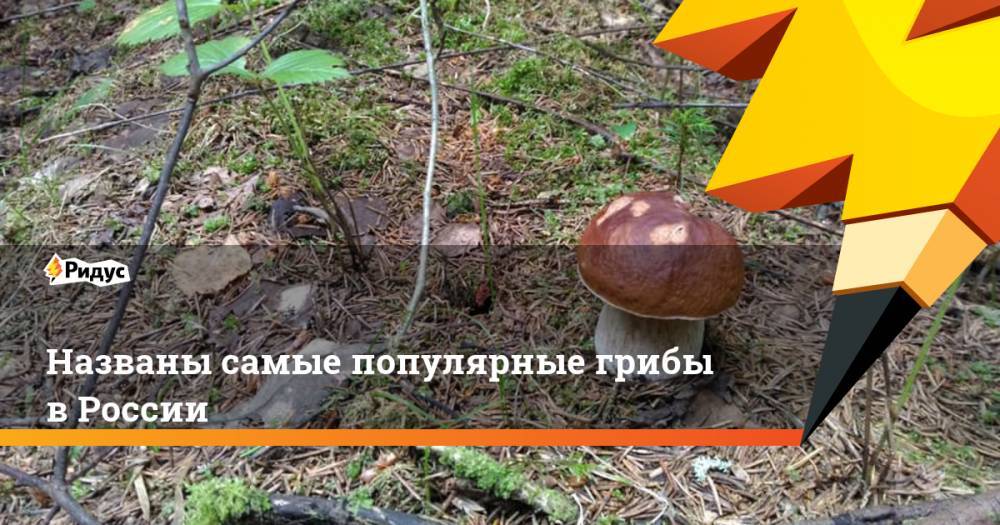 Названы самые популярные грибы в России. Ридус