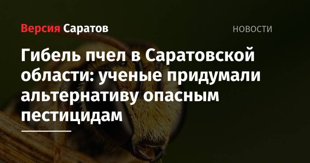 Гибель пчел в Саратовской области: ученые придумали альтернативу опасным пестицидам