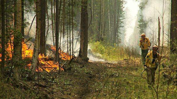 Площадь лесных пожаров в Сибири начала сокращаться — Информационное Агентство "365 дней"