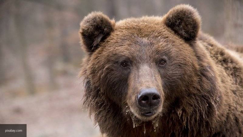 Эксперт рассказал, почему разозлились медведи на Камчатке