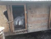 Под Тверью бродячие собаки убили поголовье домашних кроликов - ТИА