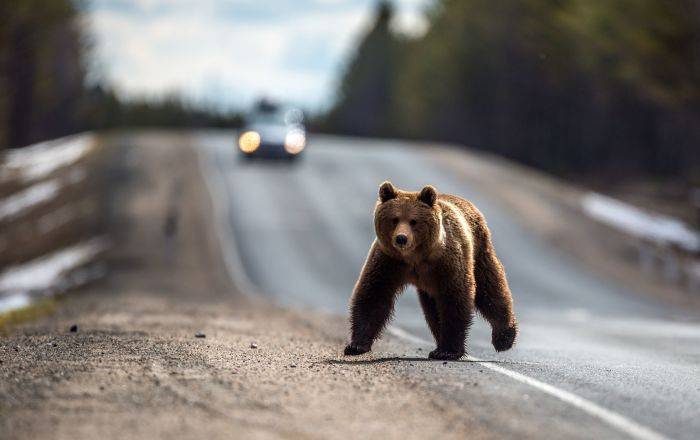 На Камчатке 70 голодных медведей заблокировали популярную туристическую тропу