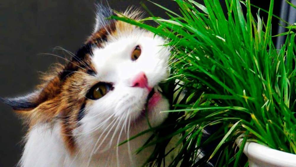 Почему кошки атакуют домашние растения?